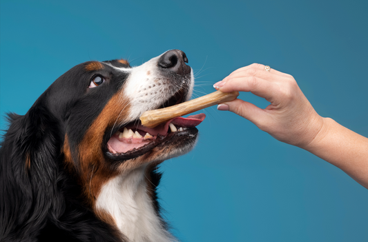 Cómo elegir el mejor snack para tu perro