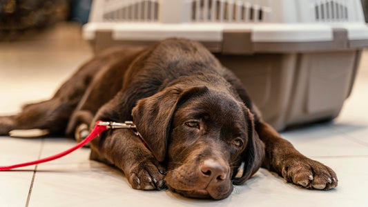 Cámaras para Perros en Chile: La Mejor Tecnología para Cuidar a tu Mascota