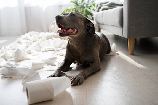 🐶 Cómo saber si tu perro tiene ansiedad: signos y soluciones