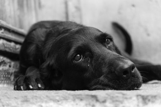 ¿Cuánto tiempo puedes dejar solo a tu perro? Lo que dicen los expertos