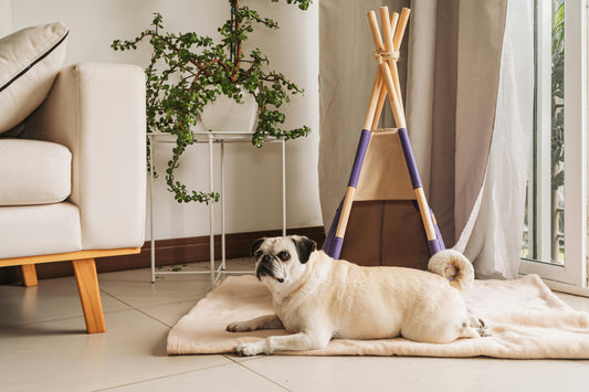 Cómo entrenar a tu perro para quedarse solo en casa